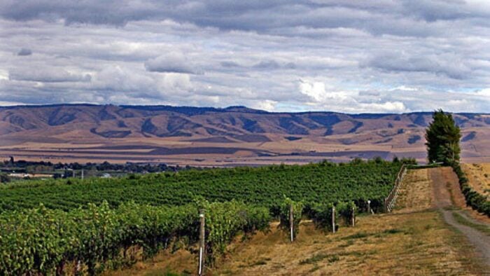 VineyardsofWallaWalla