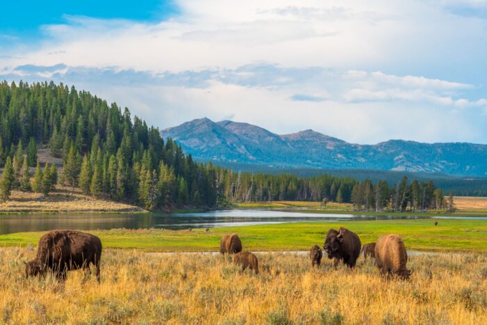 YellowstoneNationalPark