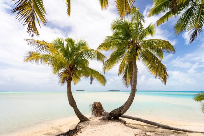 Twin palm trees on a white sand beach in Aitutaki, Cook Islands