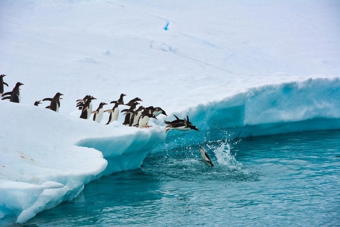 Penguins leaping from the ice on an Atlas Ocean Voyages Antarctica expedition