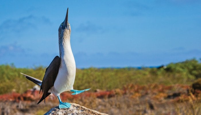 Blue-footed booby in the Galapagos Islands on a National Geographic-Lindblad expedition